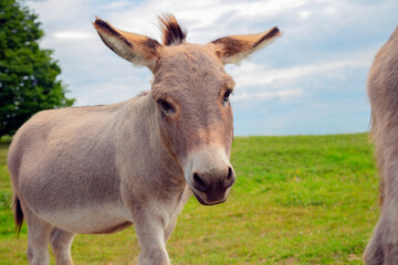 donkey jackass farm animal wide angle gray mammal in green field