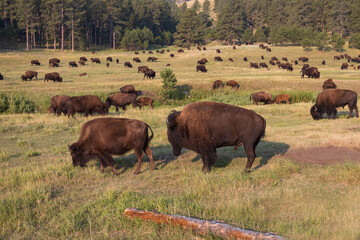 Bison herd grazing in a meadow