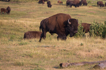 Bison herd grazing in a meadow