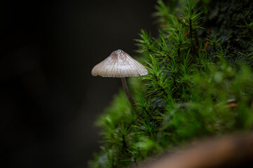 mushroom in the forest