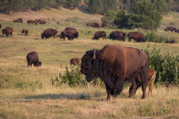 Bison herd grazing in a meadow