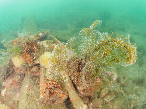 中木港内にもある
美しいサンゴイソギンチャク（ウメボシイソギンチャク科）とシロガヤ（ハネガヤ科）。
英名、学名：
coral Sea Anemone (Entacmaea actinostoloides)
Aglaophenia whiteleggei.
静岡県伊豆半島南伊豆町中木ヒリゾ浜-2024年

