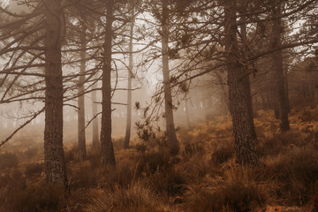 Bosque de altos árboles con niebla