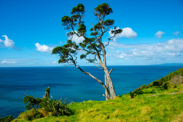 Mangawhai Cliff Walk - New Zealand