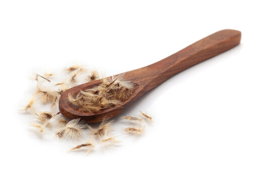 Front view of a wooden spoon filled with dry Organic Gazania (Gazania rigens) seeds. Isolated on a white background.
