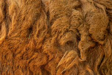 Natural raw sheep wool, selective focus with seamless texture background © Thisara