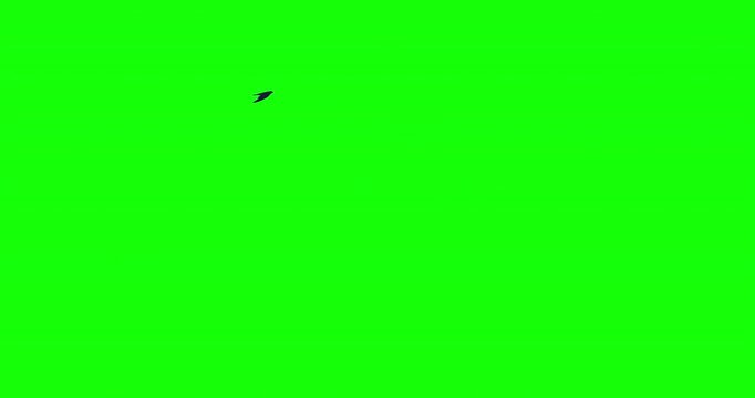 Sand Martin bird flying overhead green screen