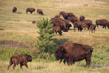 Bison herd grazing in a meadow
