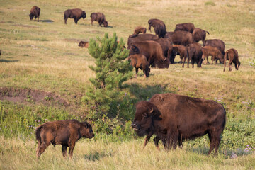 Bison herd grazing in a meadow
