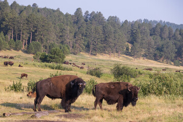 Bison herd grazing in a meadow
