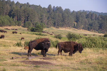 Fototapeta premium Bison herd grazing in a meadow 