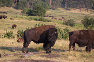 American bison in a meadow