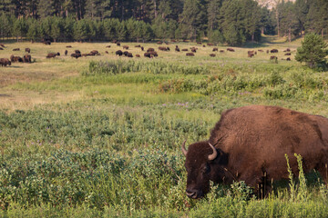 Bison herd grazing in a meadow