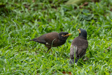Mother birds feeding baby birds green background