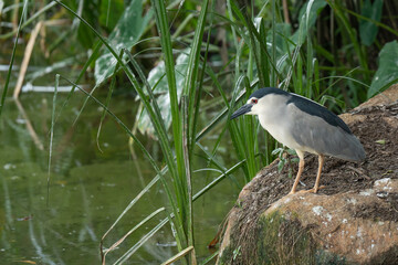 Black-crowned night heron sits by the water and lurks for prey.