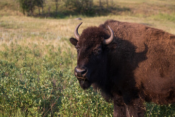 American bison close-up