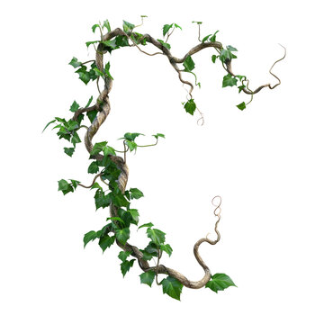 Wild liana jungle vine twisted isolated on a transparent background with clipping path