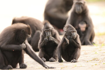 The Celebes crested macaque (Macaca nigra), also known as the crested black macaque, Sulawesi crested macaque, or the black ape, is an Old World monkey in Tangkoko national park, Sulawesi island