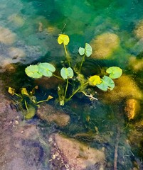 Lilies in the water