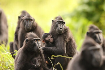 The Celebes crested macaque (Macaca nigra), also known as the crested black macaque, Sulawesi crested macaque, or the black ape, is an Old World monkey in Tangkoko national park, Sulawesi island
