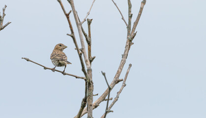 Juvenile house finch perched in a bare tree.