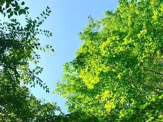 青空と新緑　Blue sky and fresh greenery