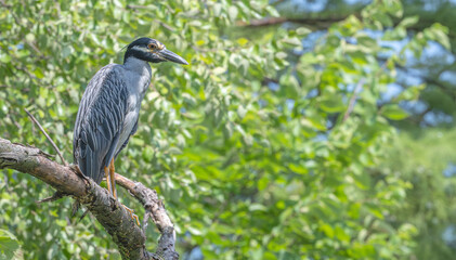 Yellow-crowned night heron perched in a tree.
