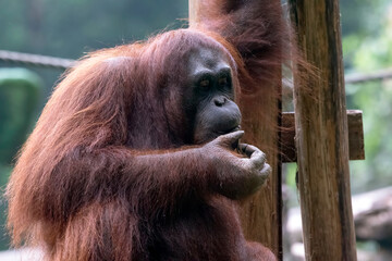 Close up borneo orangutan in a safari park