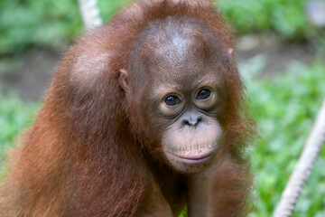 Close up borneo orangutan in a safari park