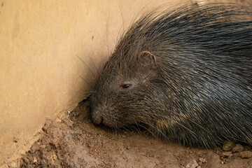 A closeup shot of a porcupine lying down on a rocky surface