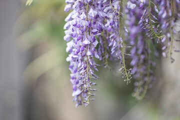 藤の花のクローズアップ