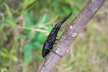 真横からギラファノコギリクワガタ