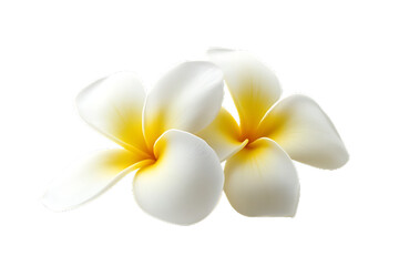 Frangipani flower isolated on a transparent png