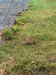 Baby rabbit in a field