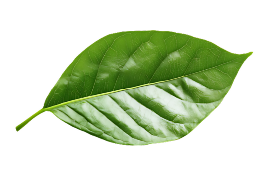 Green leaf isolated on a transparent png