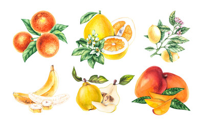 Watercolor hand drawn fruit set. Yellow-orange fruits lemon, pomelo, tangerine, banana, quince, mango. Hand drawn fruits for packaging design, products, cards, invitations, etc.