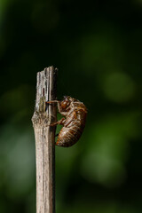 セミの抜け殻03