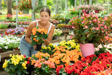 Before buying, woman examines yellow flower of begonia hiemalis at flowers market