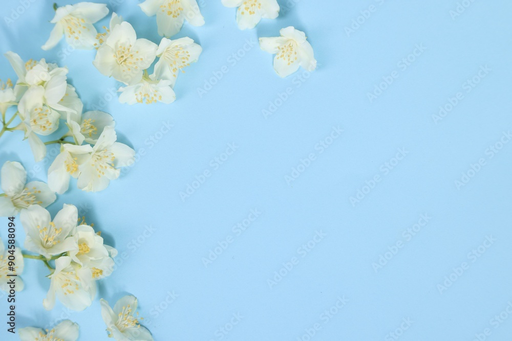 Canvas Prints Beautiful jasmine flowers on light blue background, flat lay. Space for text