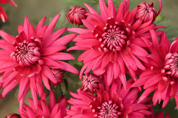 Bloom of pink chrysanthemum flower in the garden