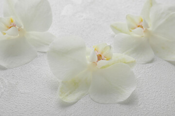 Beautiful orchid flowers on white textured surface, closeup