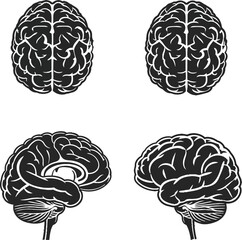 Vector Illustration of the Human Brain - Detailed Anatomical Design for Educational, Medical, and Cognitive Science Applications