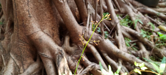 Tree roots and small plants nearby