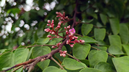 Small pink flowers that have not yet bloomed