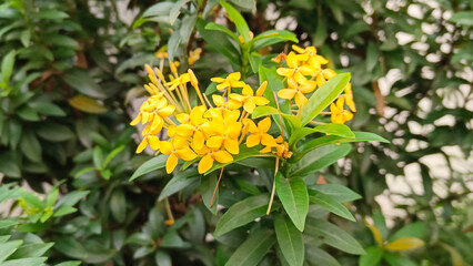 Yellow flowers bloom beautifully