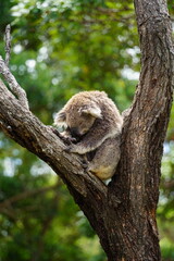 木で寝ているコアラ