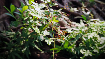 Tree roots and small plants nearby