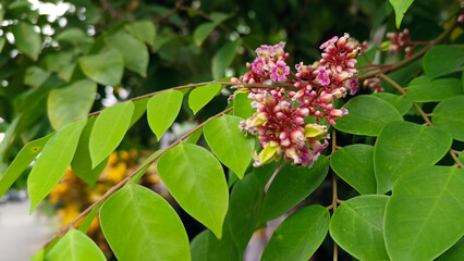 Small pink flowers that have not yet bloomed