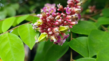 Small pink flowers that have not yet bloomed
