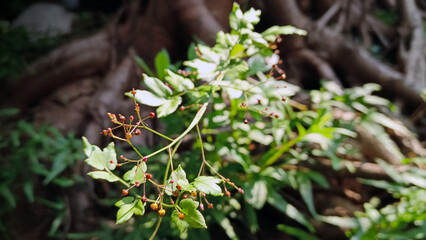 Tree roots and small plants nearby